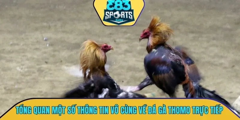 Tổng quan một số thông tin vô cùng thú vị về đá gà thomo trực tiếp