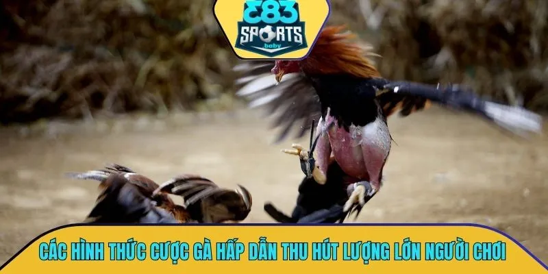 Các hình thức cược gà hấp dẫn thu hút lượng lớn người chơi