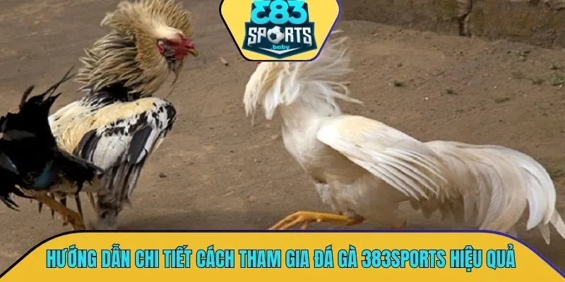 Hướng dẫn chi tiết cách tham gia đá gà 383SPORTS một cách hiệu quả