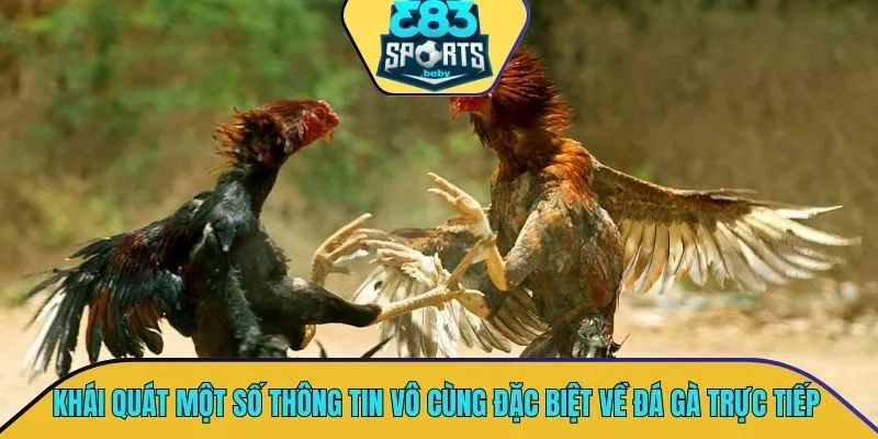Khái quát một số thông tin vô cùng đặc biệt về đá gà trực tiếp