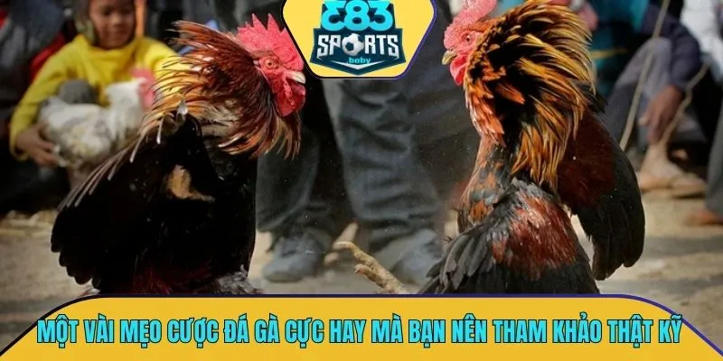 Một vài mẹo cược đá gà cực hay mà bạn nên tham khảo thật kỹ