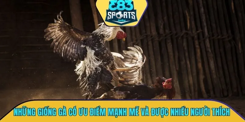 Những giống gà có ưu điểm mạnh mẽ và được nhiều người yêu thích