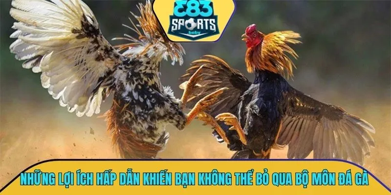 Những lợi ích hấp dẫn khiến bạn không thể bỏ qua bộ môn đá gà