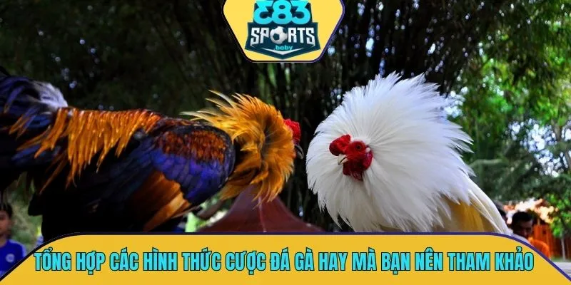 Tổng hợp các hình thức cược đá gà hay mà bạn nên tham khảo